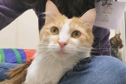 Enlarge Lulu - lap cat, so cute!, a ADOPTABLE Domestic Medium Hair in Oshkosh, WI image 2/5