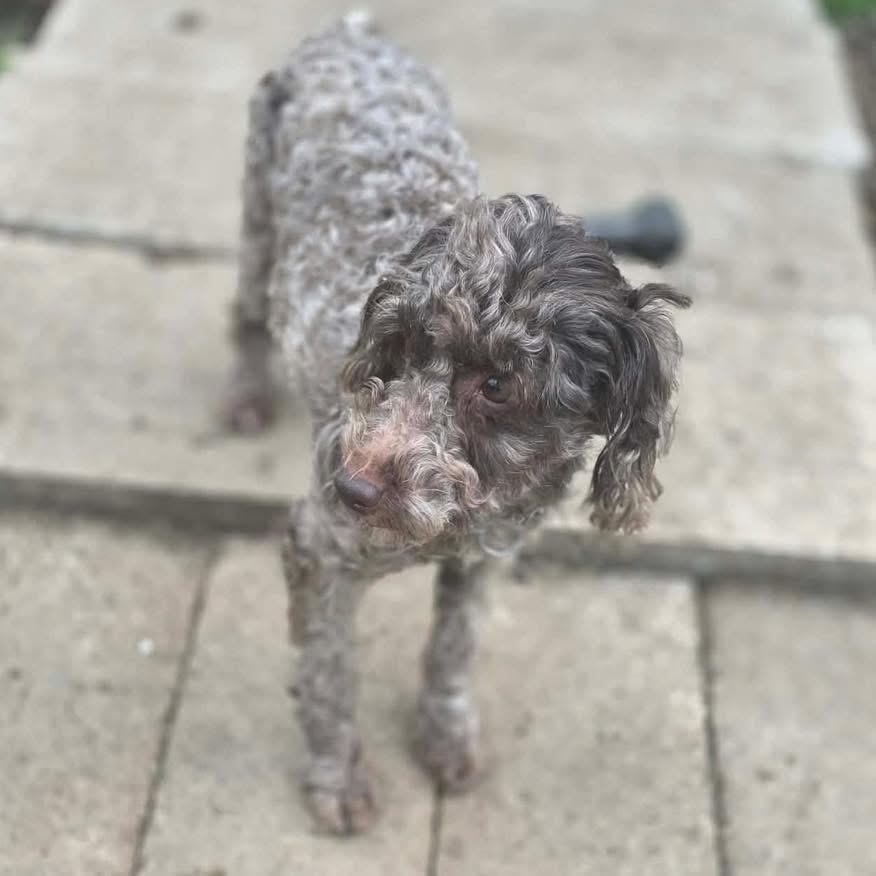 Enlarge Rocco, an adopted mixed breed in Eugene, OR image 1/3