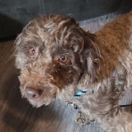 Enlarge Rocco, an adopted mixed breed in Eugene, OR image 2/3