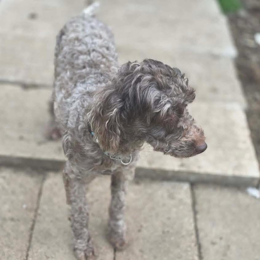 Enlarge Rocco, an adopted mixed breed in Eugene, OR image 3/3