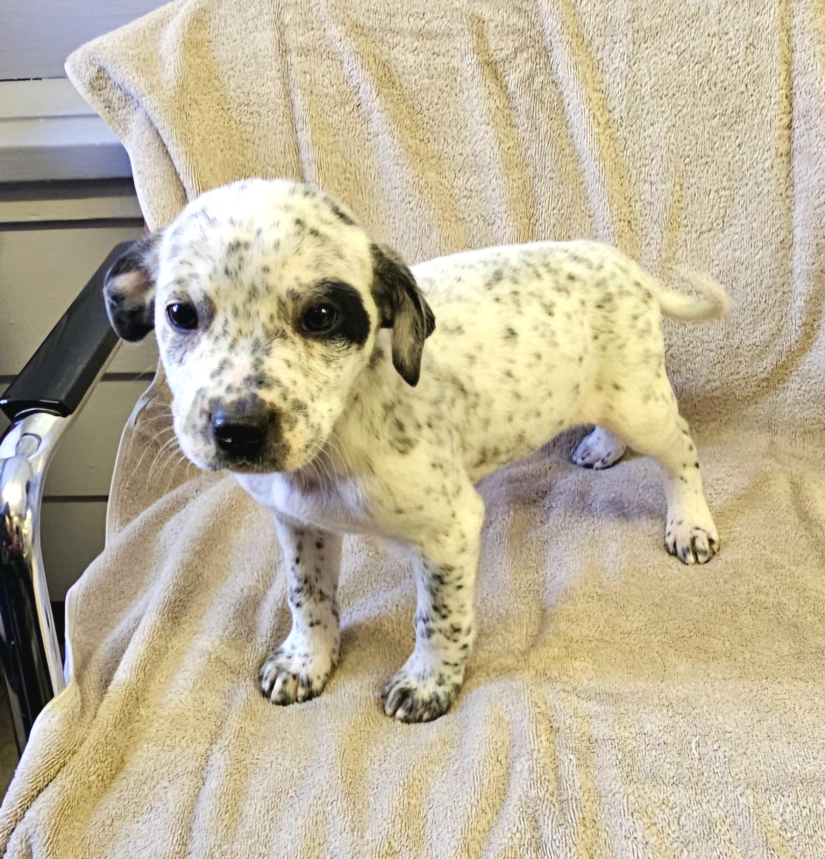 Enlarge Levi, a ADOPTABLE mixed breed in Arlington Heights, IL image 3/6