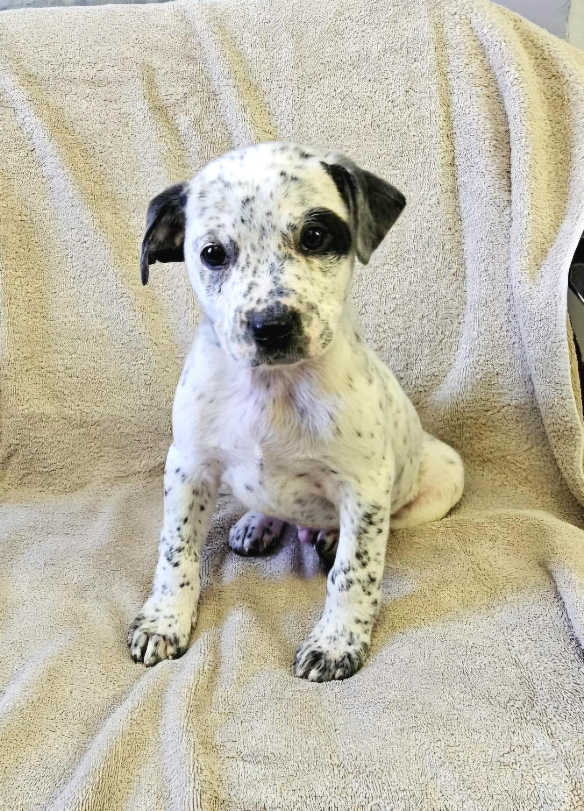 Enlarge Levi, a ADOPTABLE mixed breed in Arlington Heights, IL image 1/6