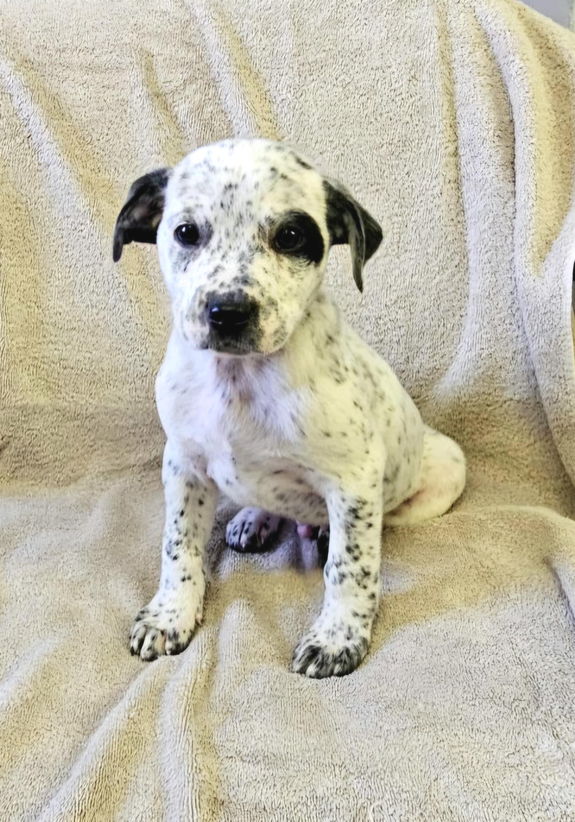 Enlarge Levi, a ADOPTABLE mixed breed in Arlington Heights, IL image 2/6