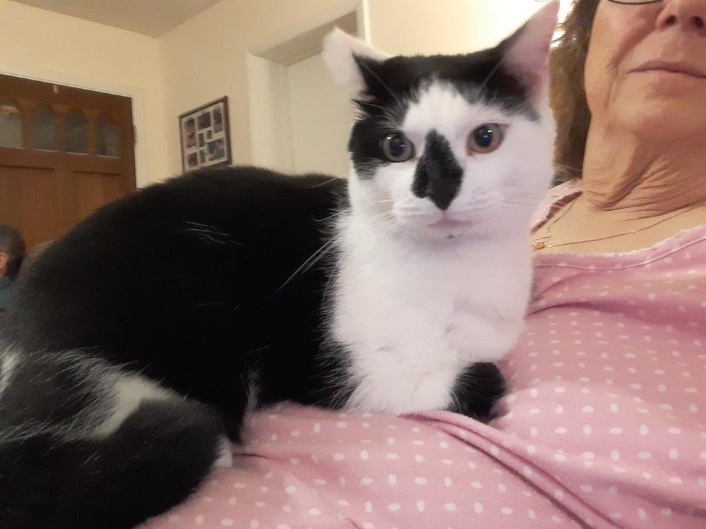Enlarge Snowberry, a Adoptable Domestic Short Hair in Orlando, FL image 1/4