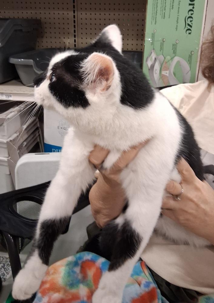 Snowball, Adoptable, Adult Male Domestic Short Hair.
