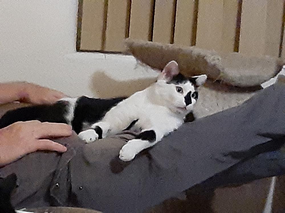 Enlarge Snowberry, a Adoptable Domestic Short Hair in Orlando, FL image 2/4