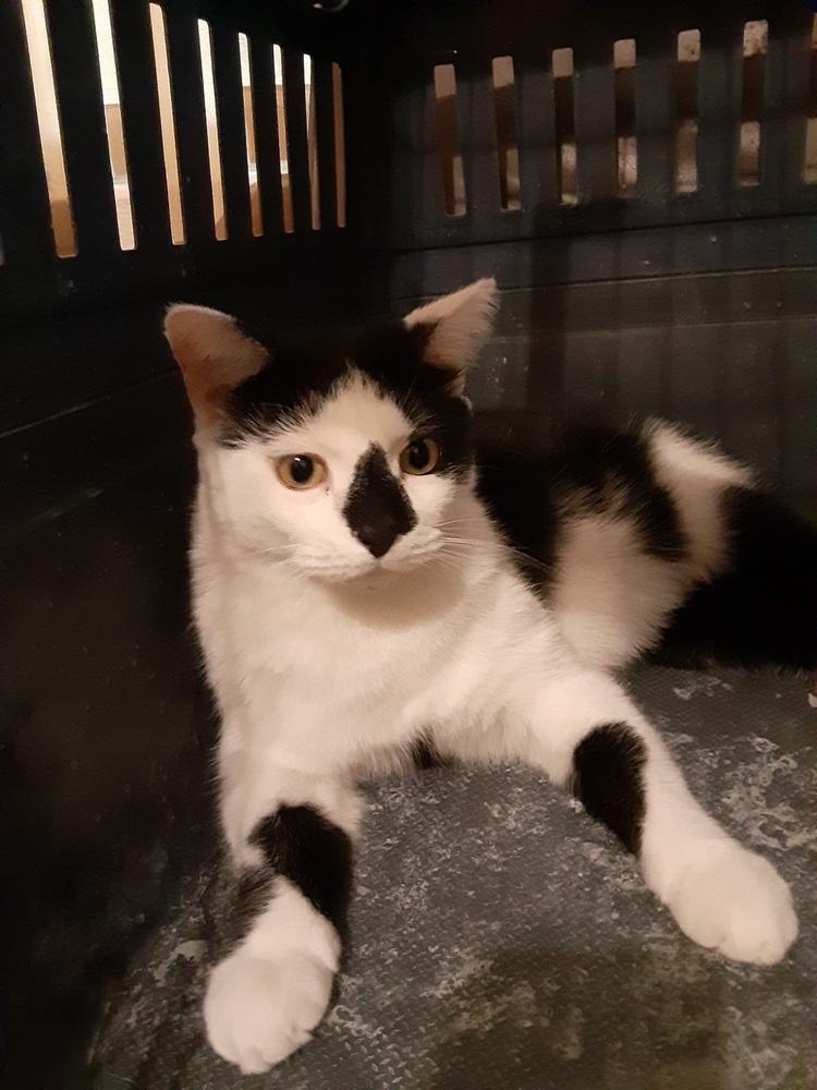 Enlarge Snowberry, a Adoptable Domestic Short Hair in Orlando, FL image 3/4
