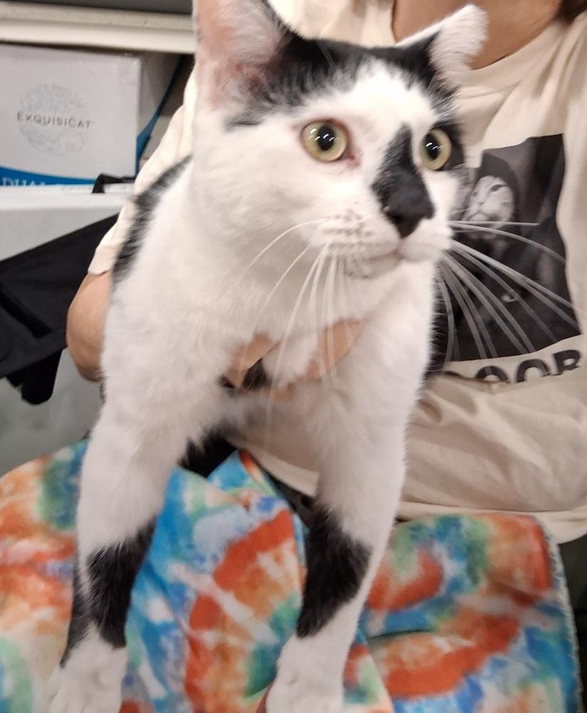 Snowball, a Adoptable Domestic Short Hair in Deltona, FL image 2/2