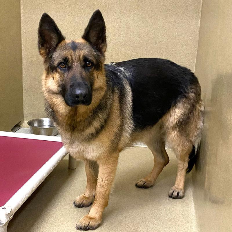 Enlarge Indi #22971, an adopted German Shepherd Dog in Monroe, GA image 1/1
