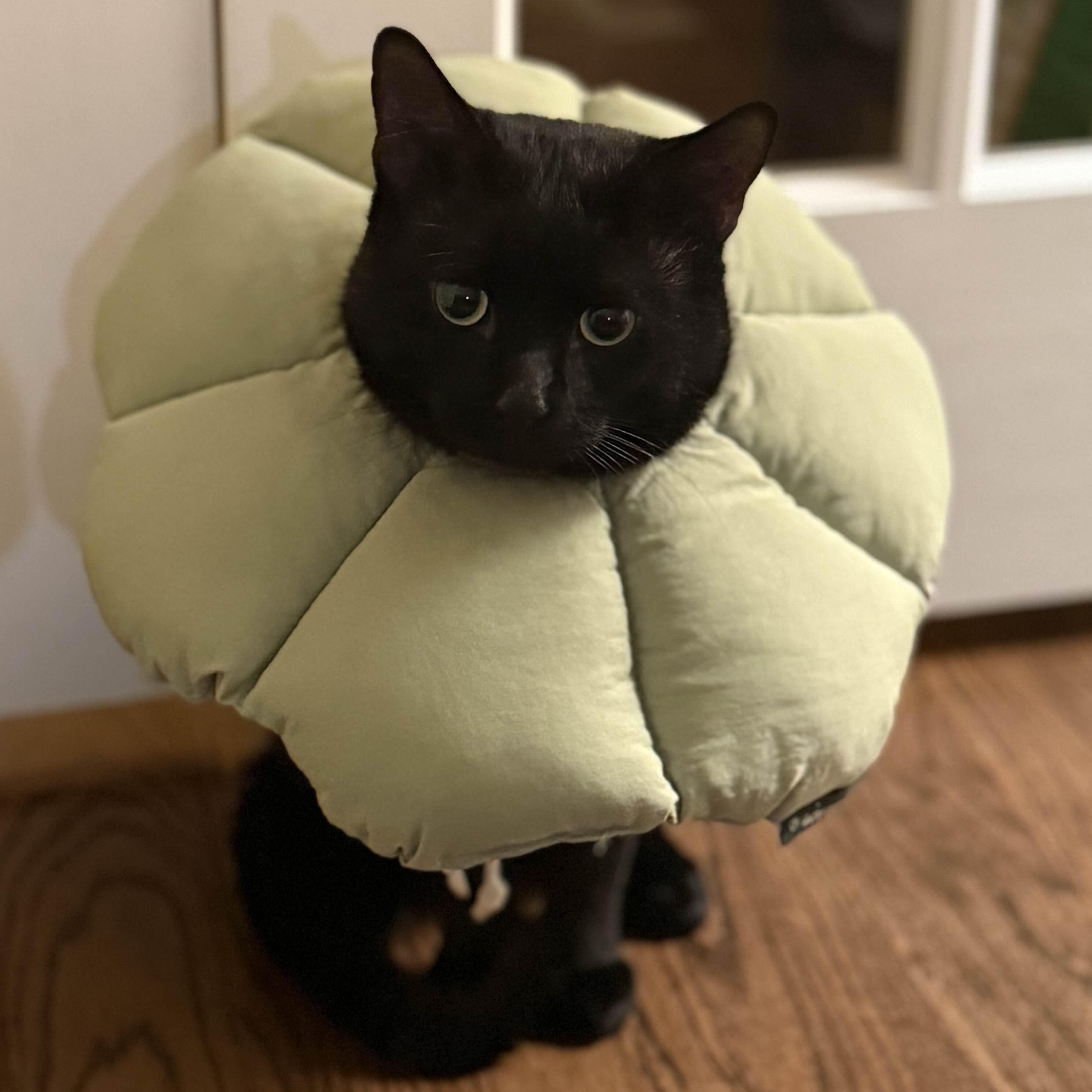 Enlarge Loki, a ADOPTABLE American Shorthair in Weehawken, NJ image 1/4