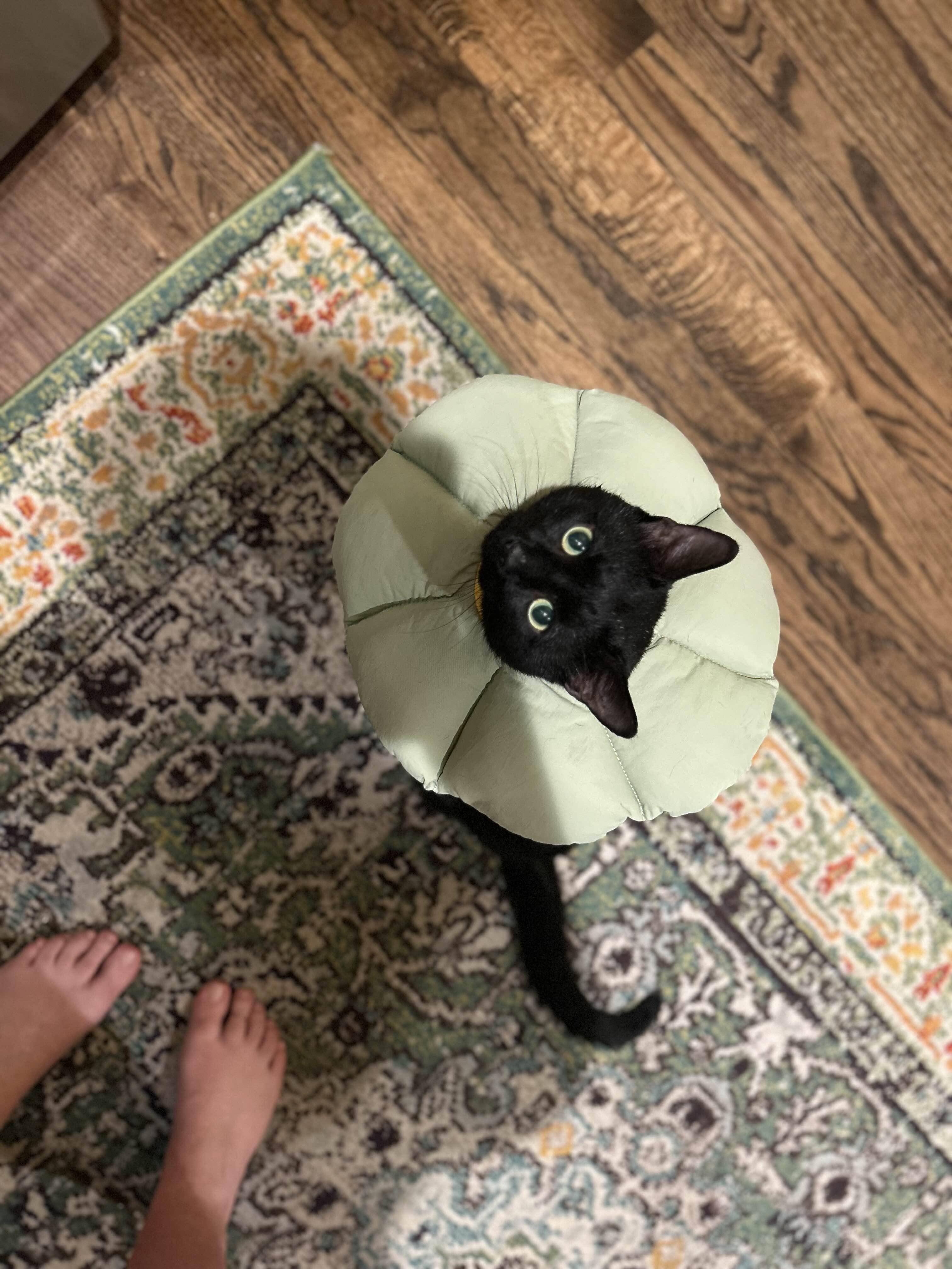 Enlarge Loki, a ADOPTABLE American Shorthair in Weehawken, NJ image 4/4