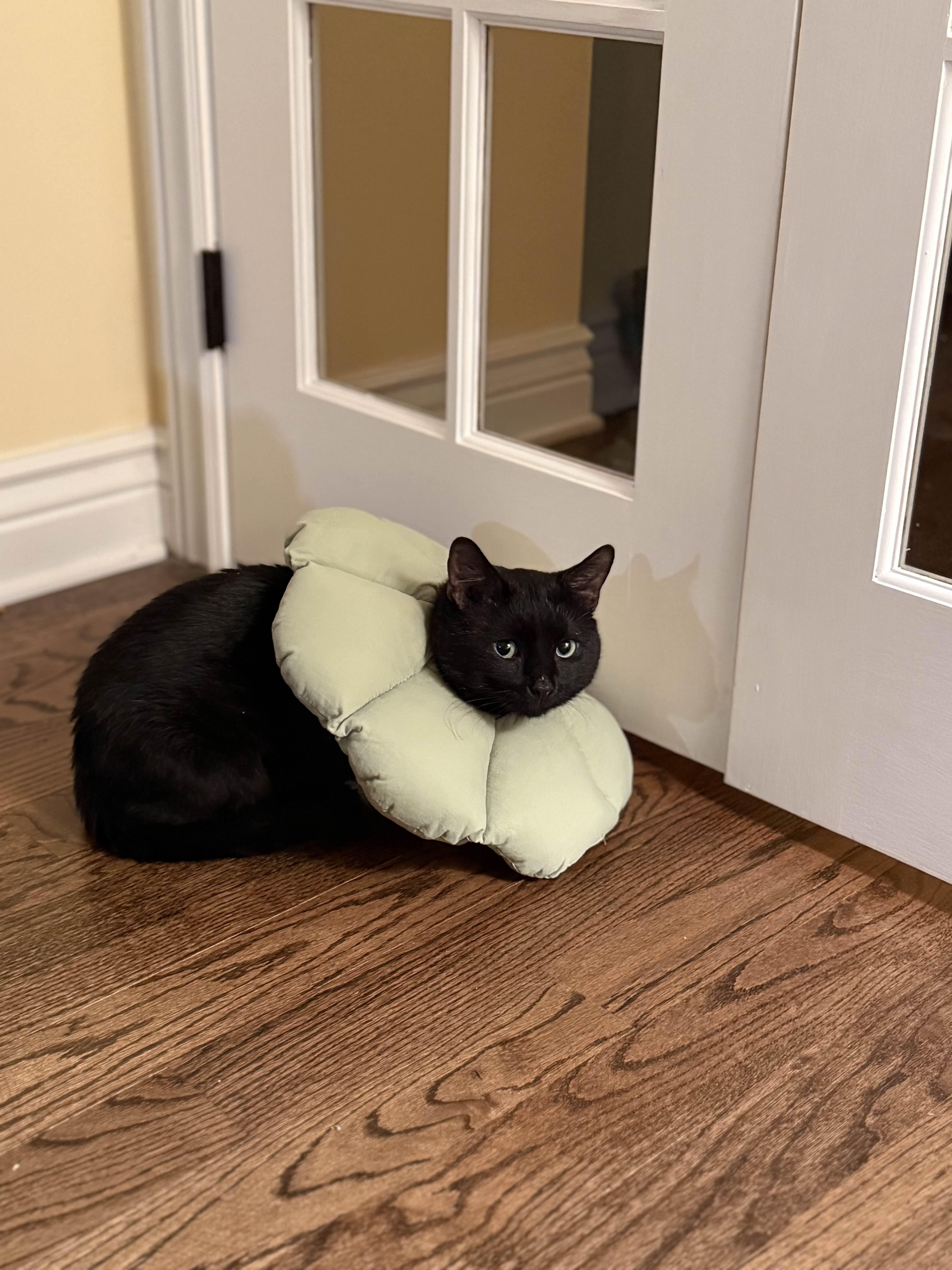 Enlarge Loki, a ADOPTABLE American Shorthair in Weehawken, NJ image 2/4