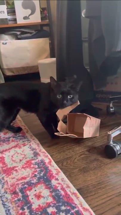 Enlarge Loki, a ADOPTABLE American Shorthair in Weehawken, NJ video 3/4