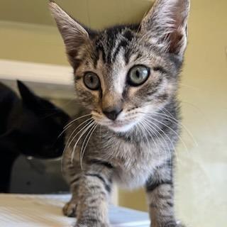 Comet, Adoptable, Kitten Male Domestic Short Hair.