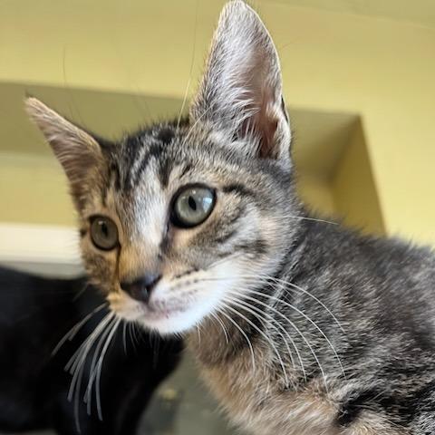 Enlarge Comet, a Adoptable mixed breed in Aberdeen, WA image 2/3