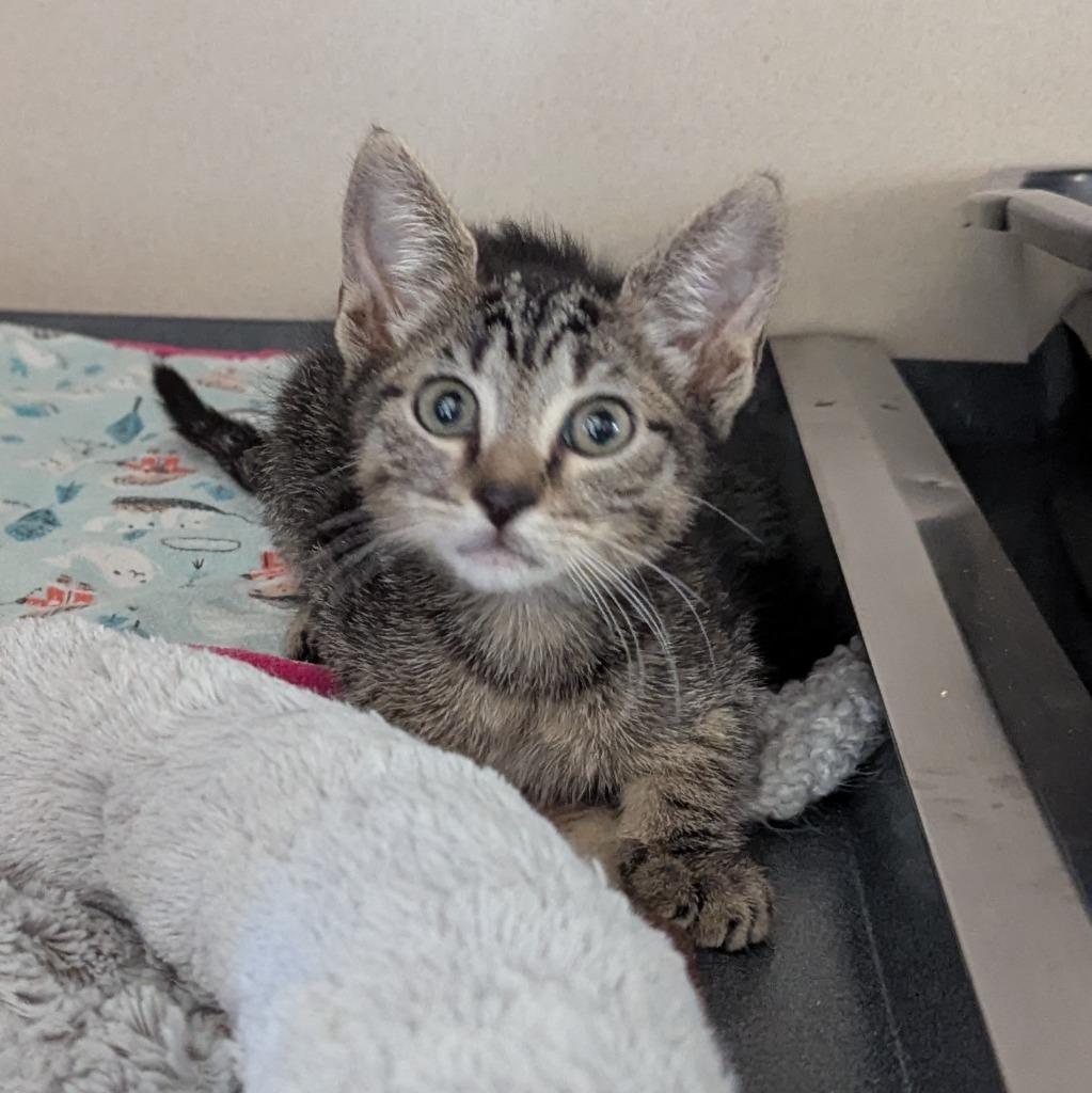 Enlarge Comet, a Adoptable mixed breed in Aberdeen, WA image 3/3