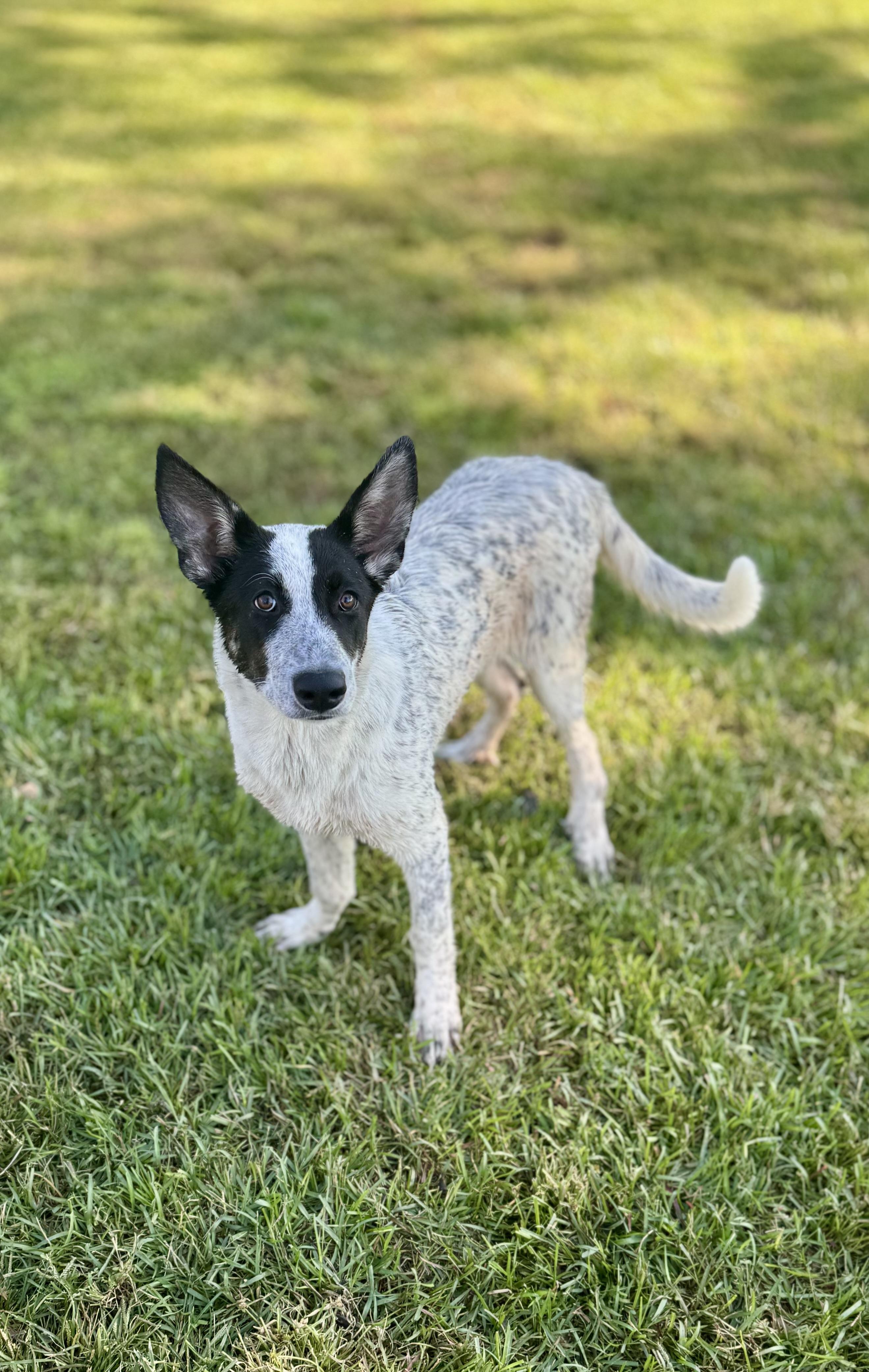 Cassi, ADOPTABLE, Puppy Female Australian Cattle Dog / Blue Heeler & Great Pyrenees.