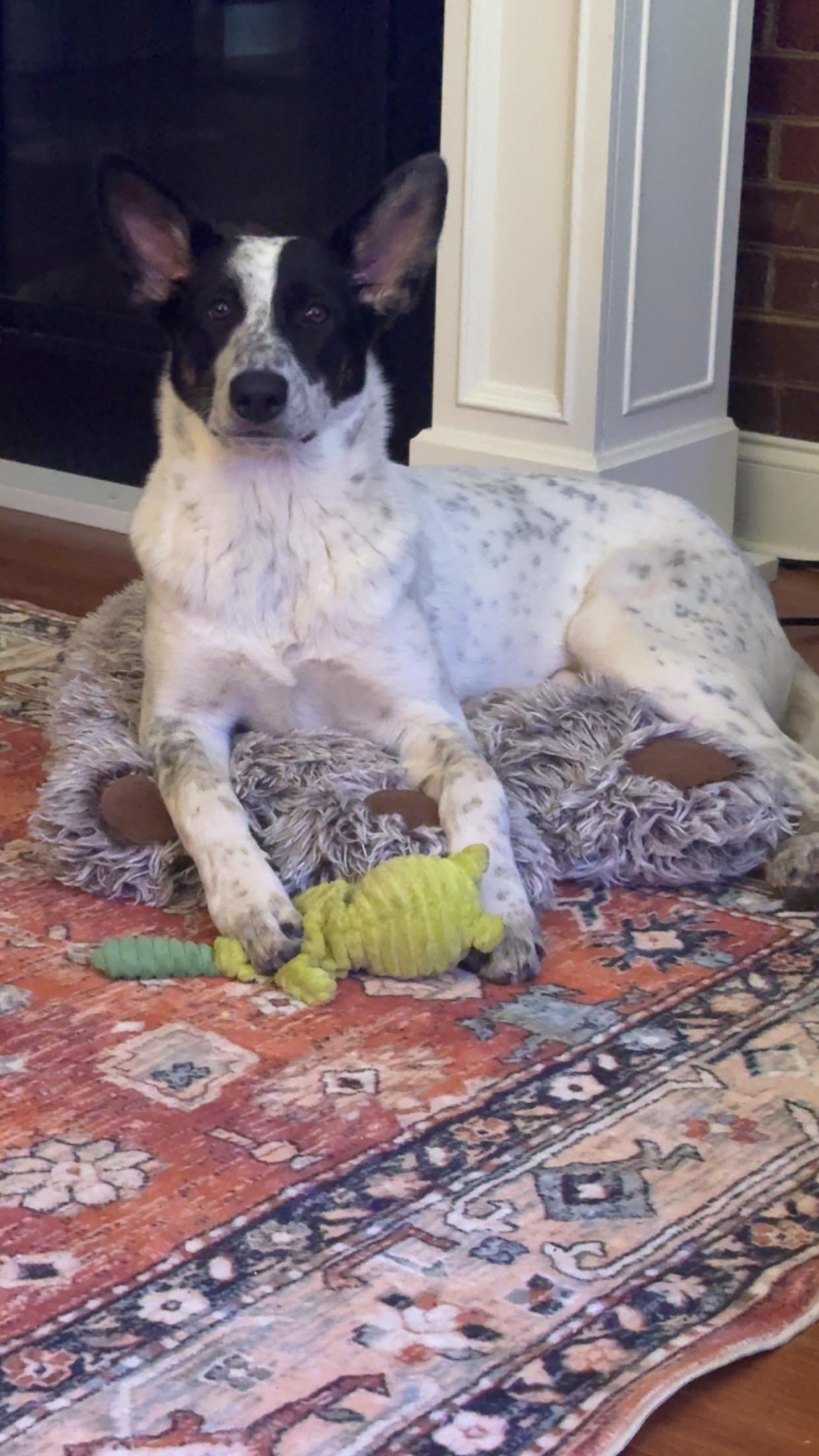 Enlarge Cassi, a ADOPTABLE mixed breed in Hartsville, SC image 2/6