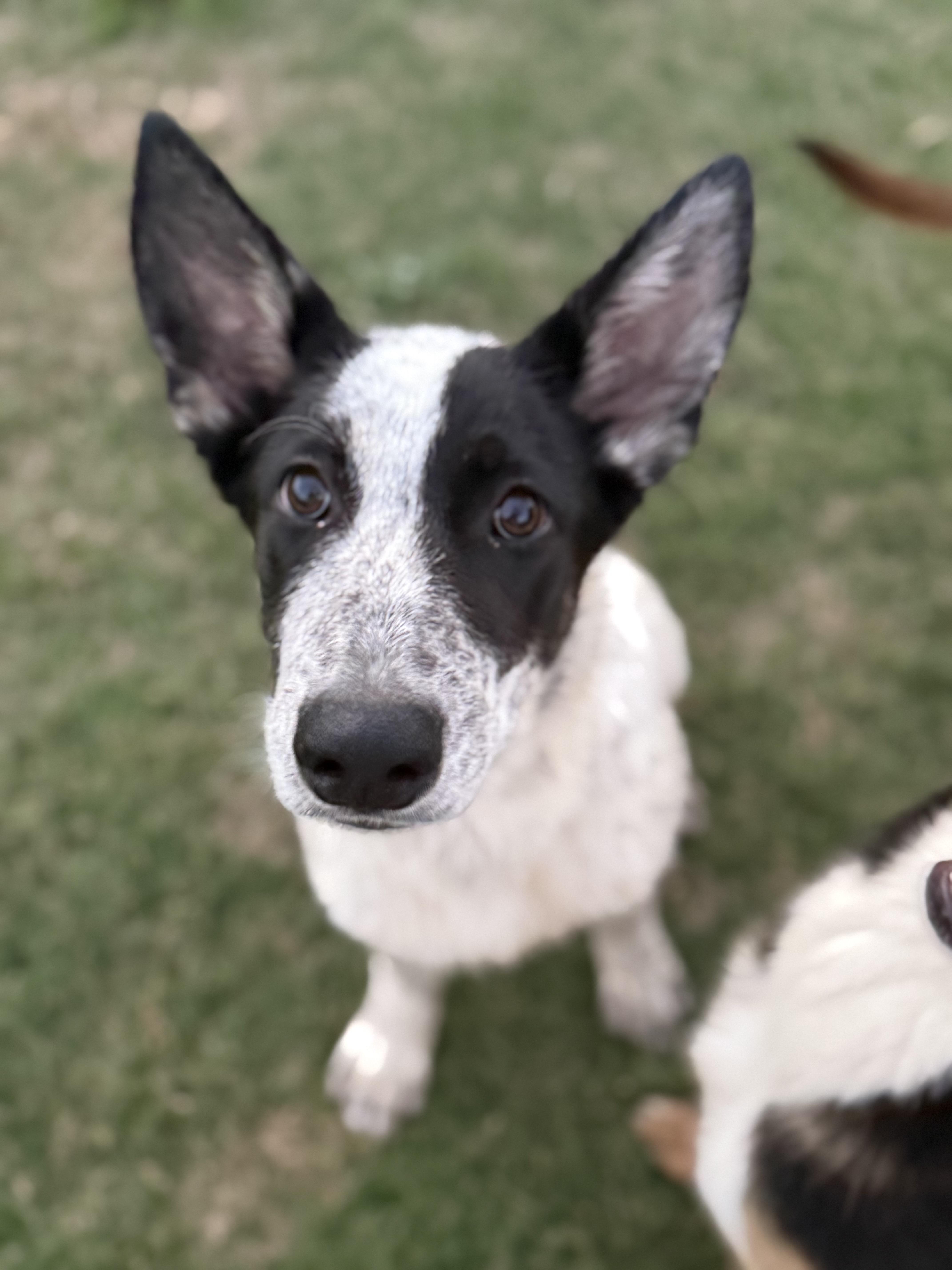 Enlarge Cassi, a ADOPTABLE mixed breed in Hartsville, SC image 5/6