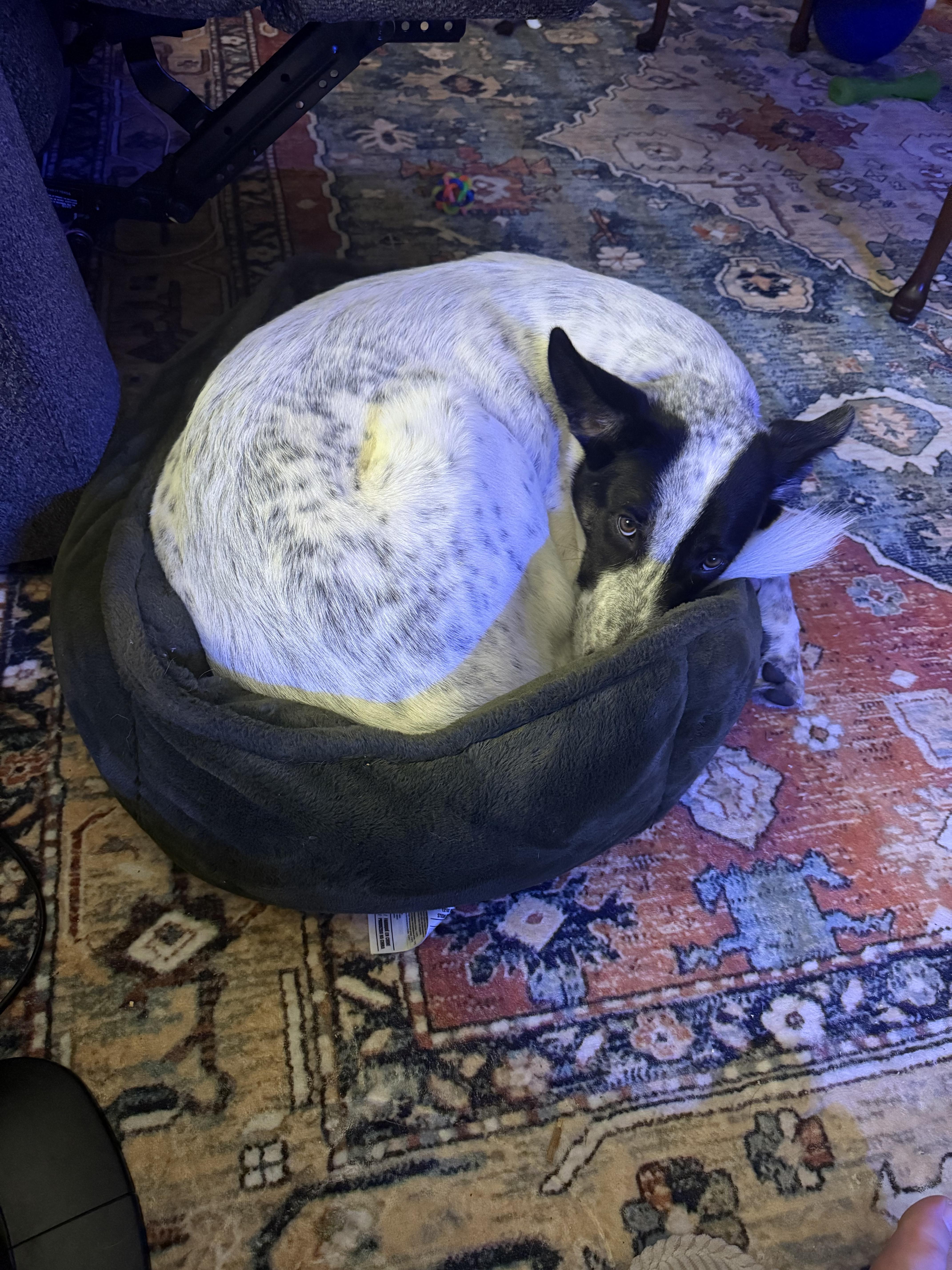 Enlarge Cassi, a ADOPTABLE mixed breed in Hartsville, SC image 6/6