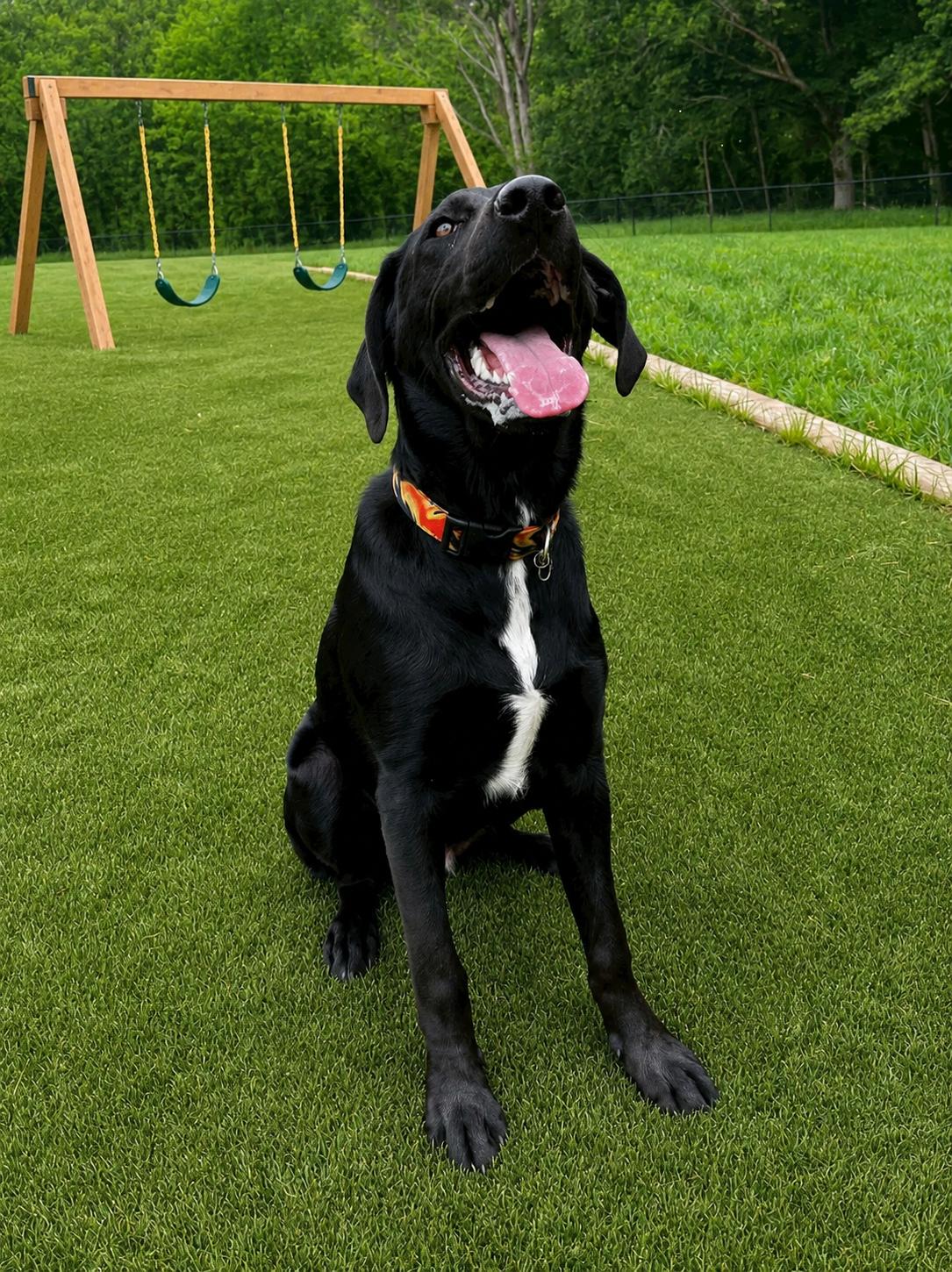 Porter, a ADOPTABLE Labrador Retriever in POTOMAC, MD image 4/6