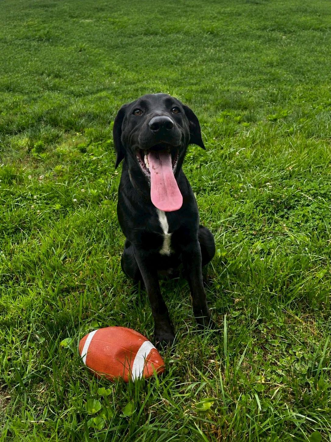 Porter, a ADOPTABLE Labrador Retriever in POTOMAC, MD image 3/6