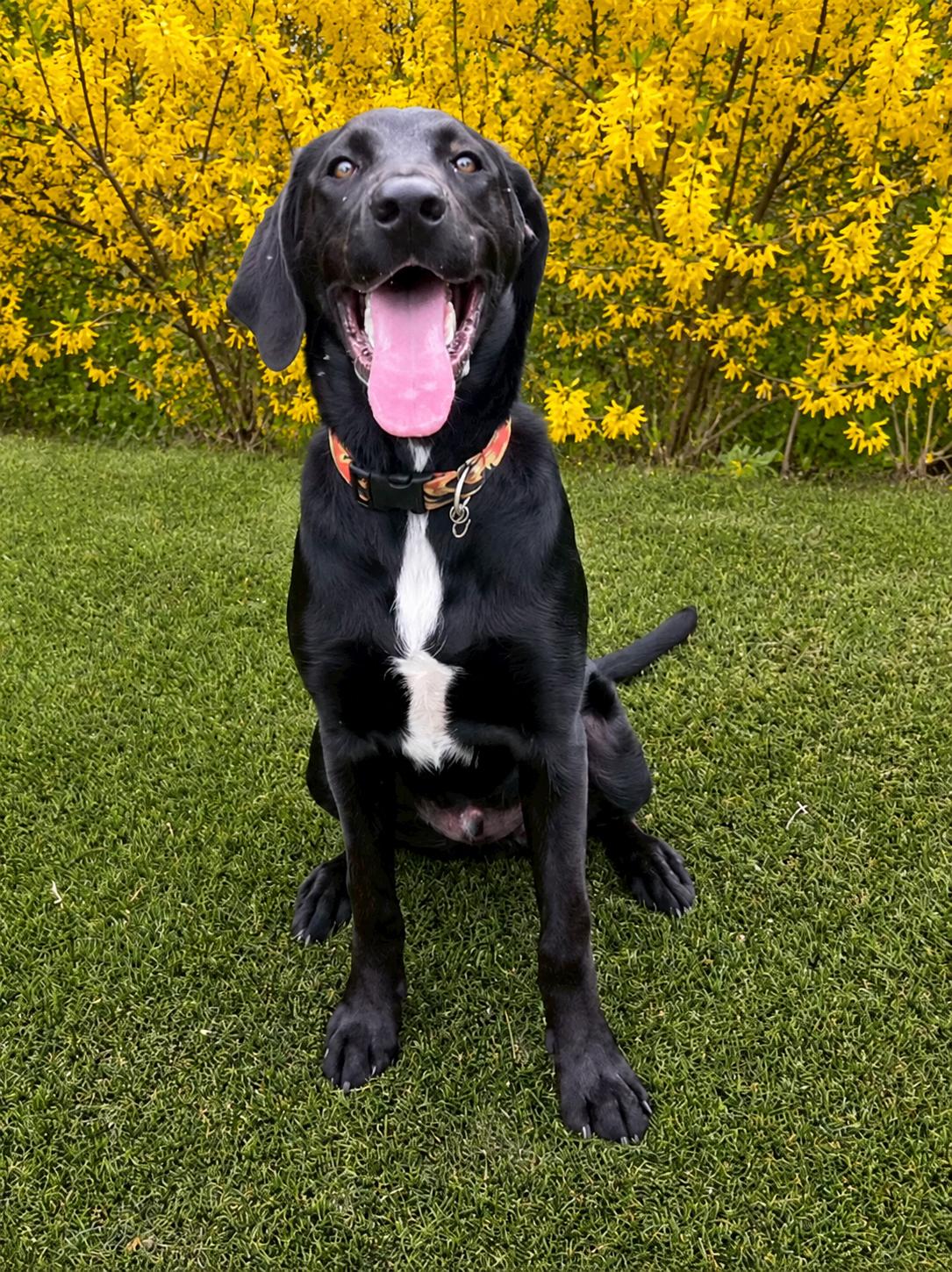 Porter, a ADOPTABLE Labrador Retriever in POTOMAC, MD image 6/6
