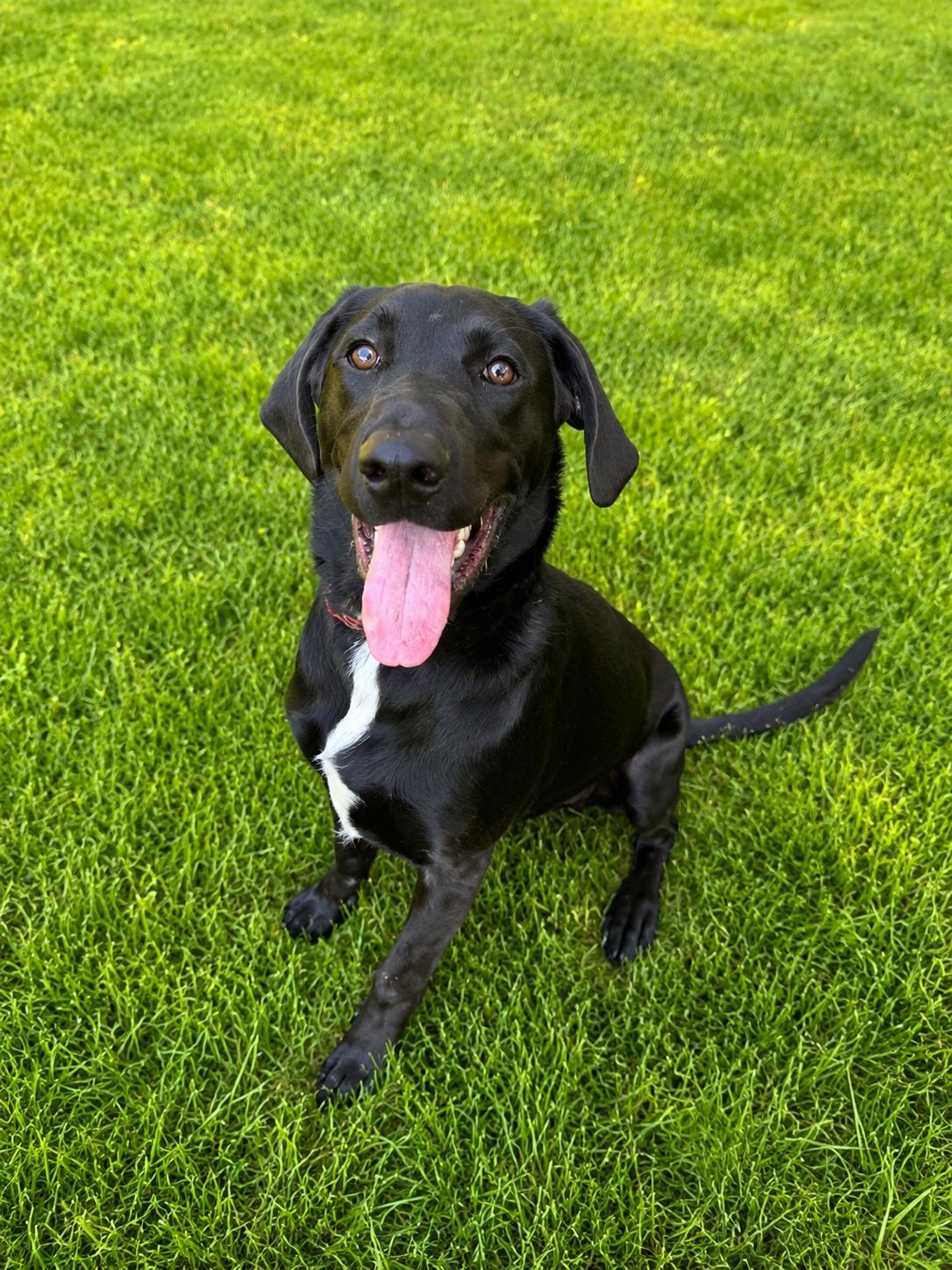 Porter, a ADOPTABLE Labrador Retriever in POTOMAC, MD image 2/6