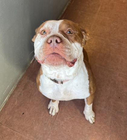 Xena — thumbnail 2