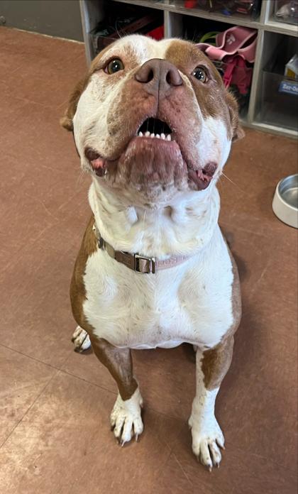 Xena — thumbnail 3