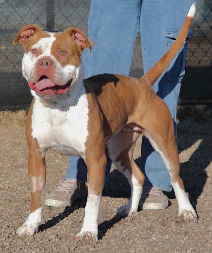 Xena — thumbnail 4