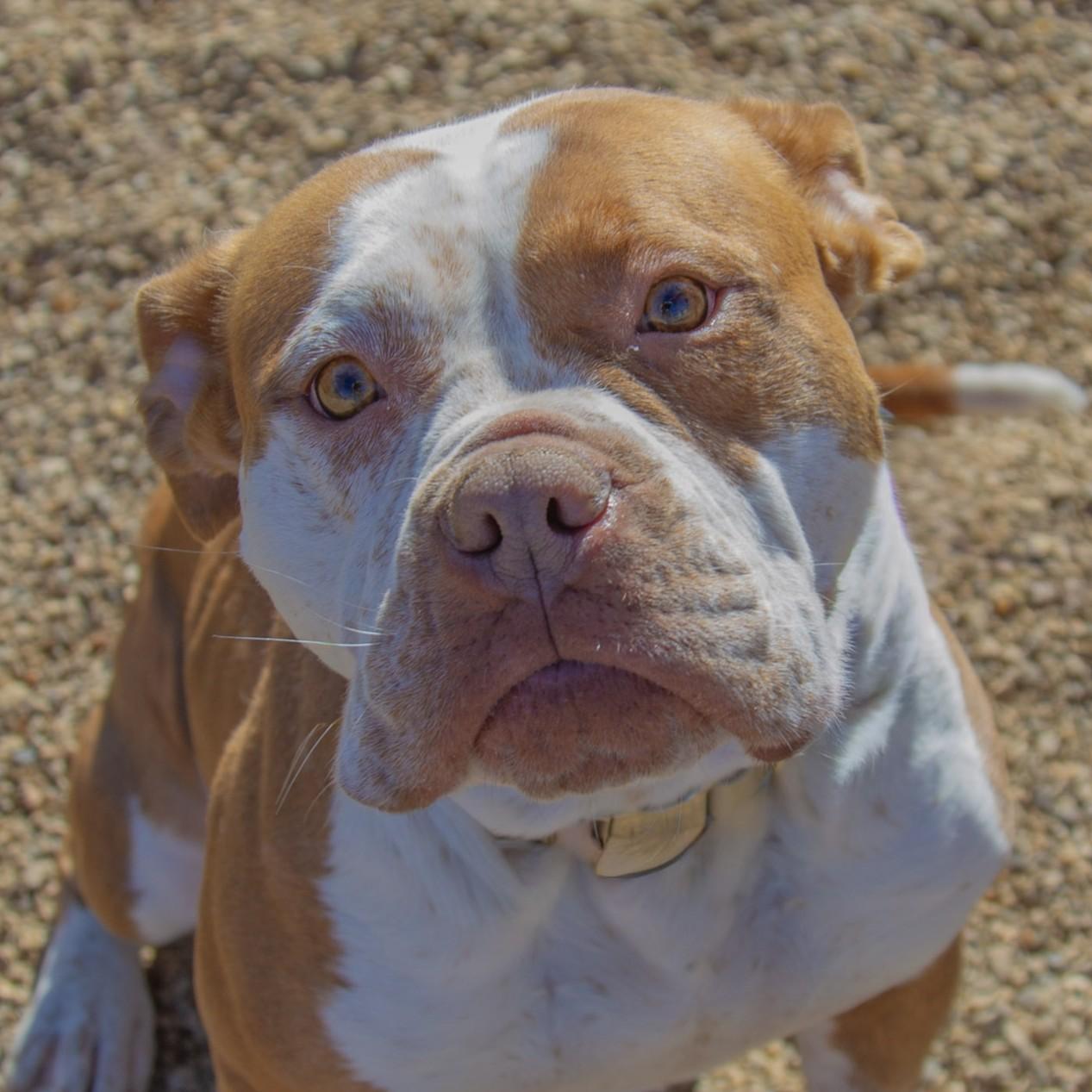 Xena — thumbnail 5