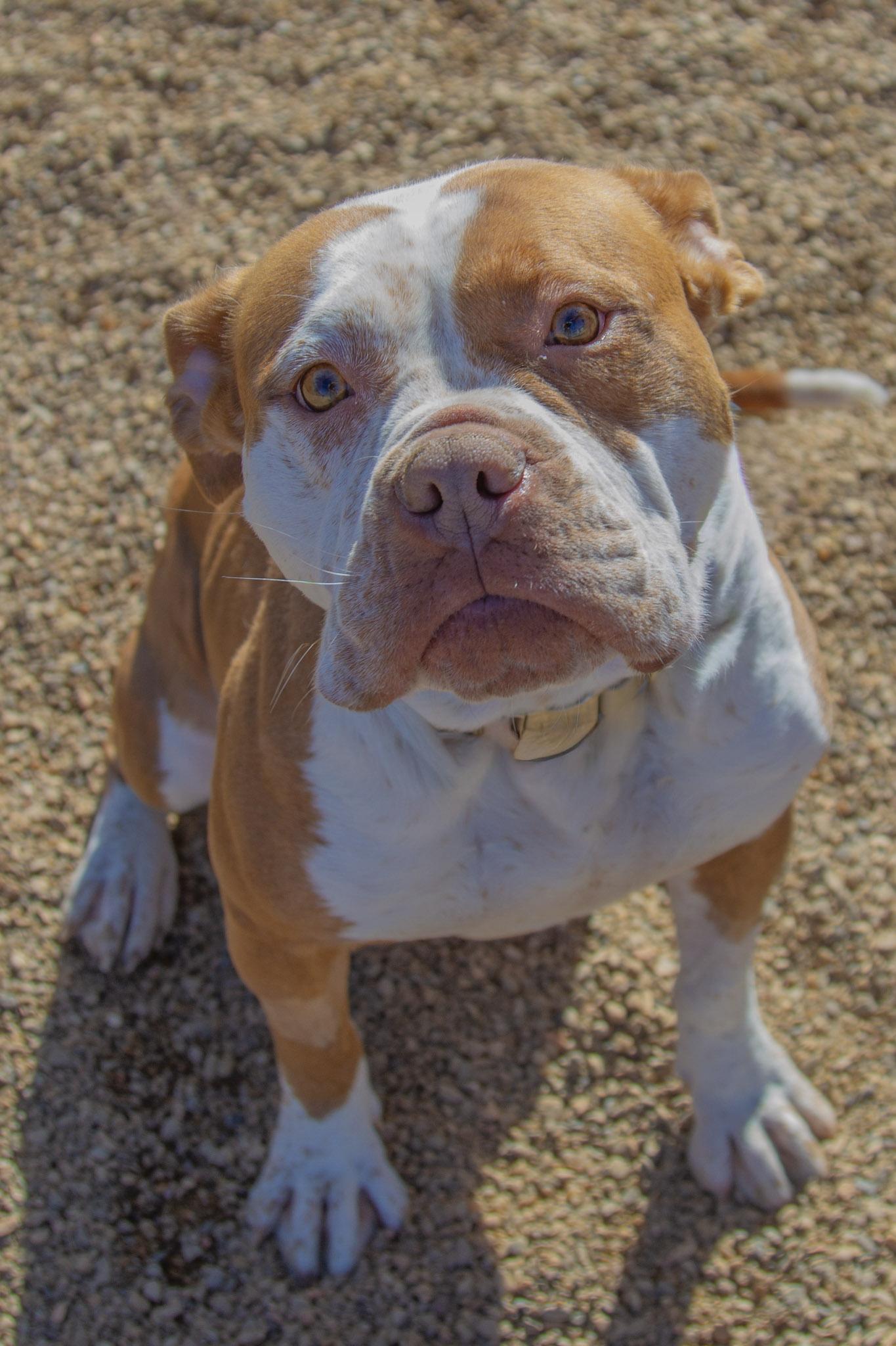 Xena — thumbnail 6