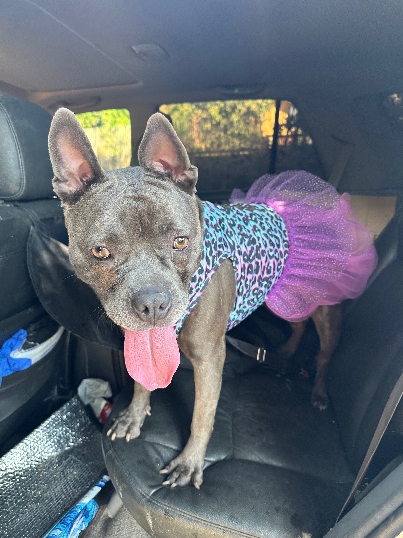 Cali, Young Female French Bulldog