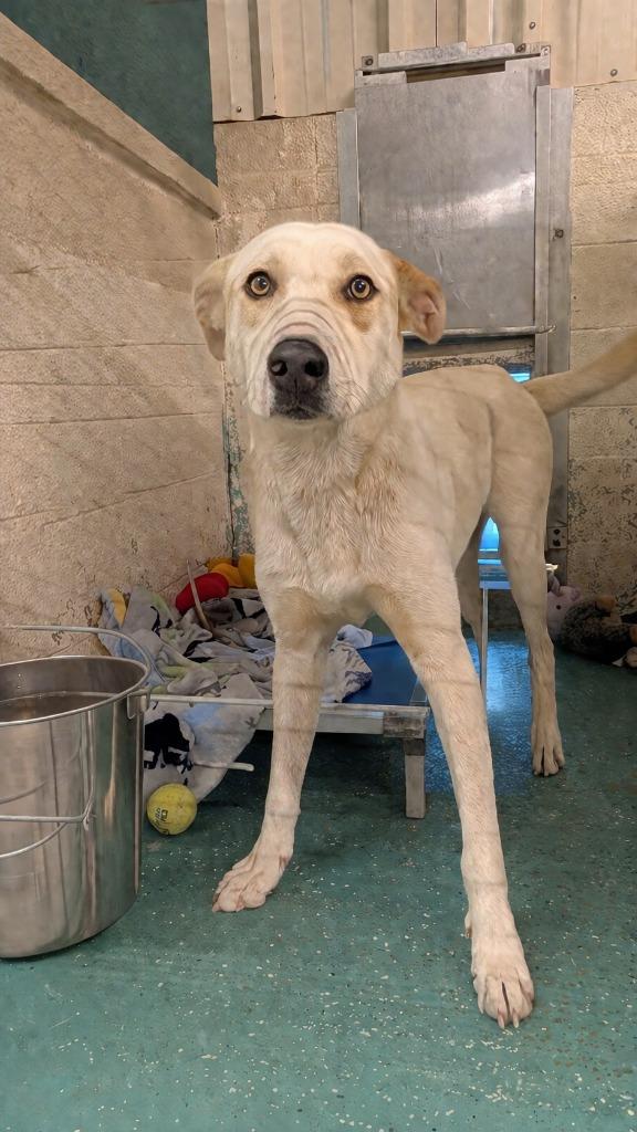 Enlarge Max, a Adoptable mixed breed in Seven Points, TX image 1/1