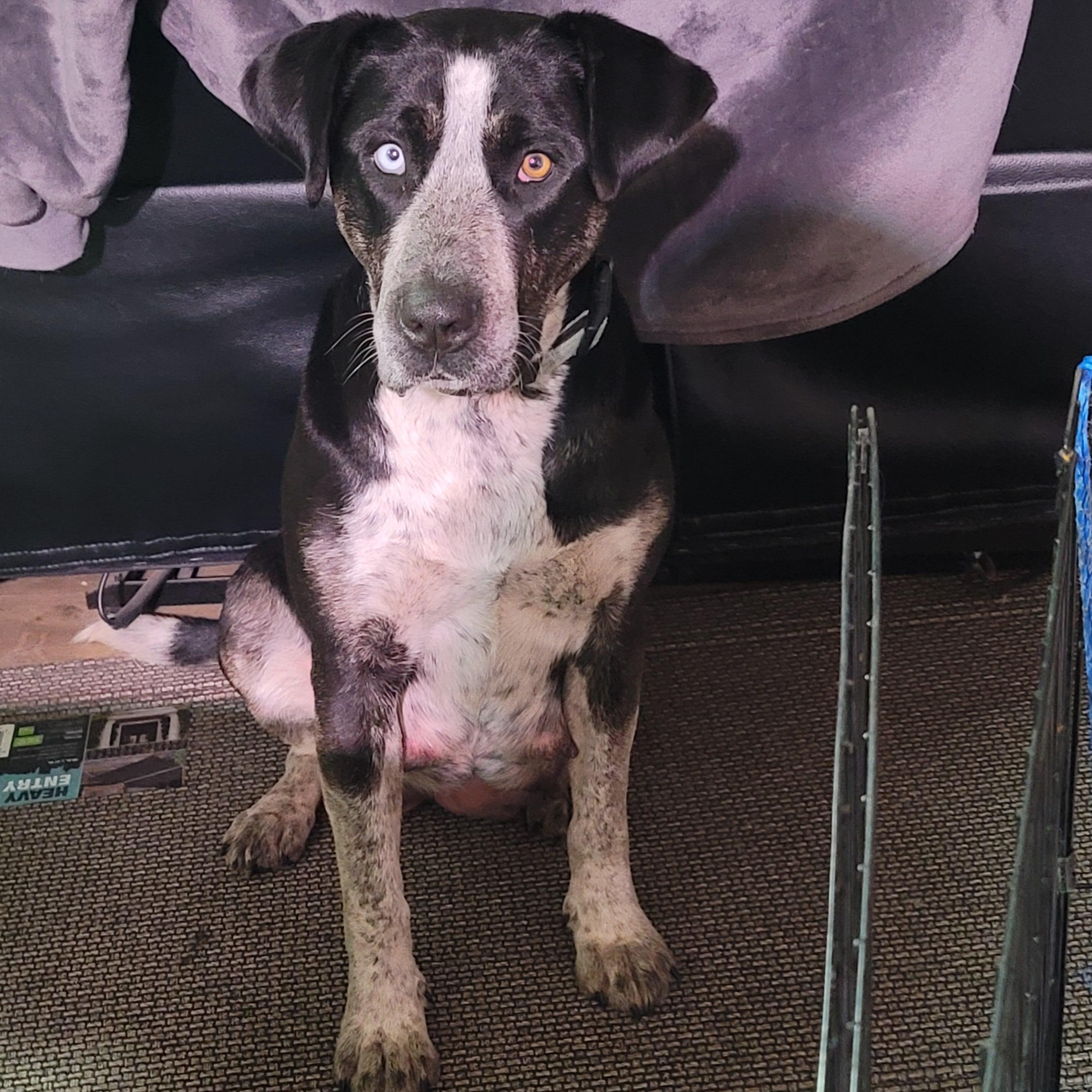 Cecilia, a Adoptable Mixed Breed in Missoula, MT image 4/5