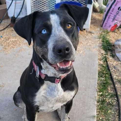 Cecilia, a Adoptable Mixed Breed in Missoula, MT image 1/5