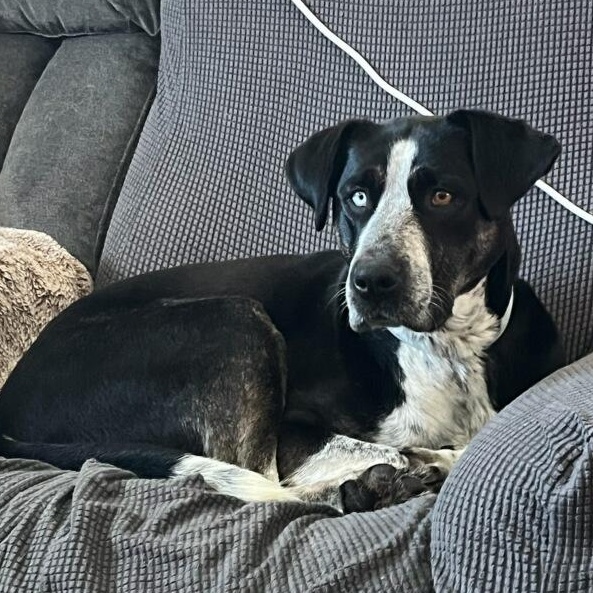 Cecilia, a Adoptable Mixed Breed in Missoula, MT image 3/5