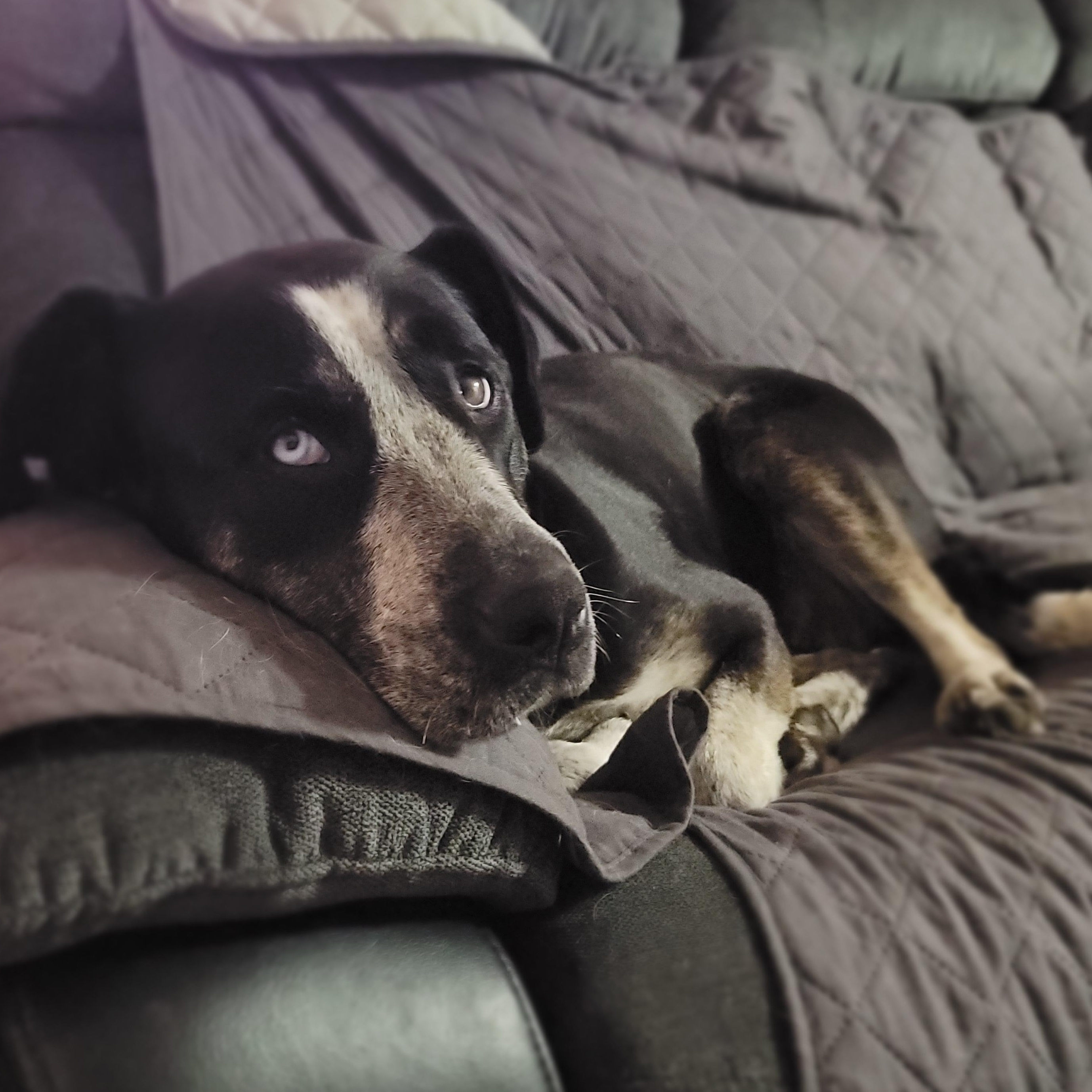 Cecilia, a Adoptable Mixed Breed in Missoula, MT image 5/5