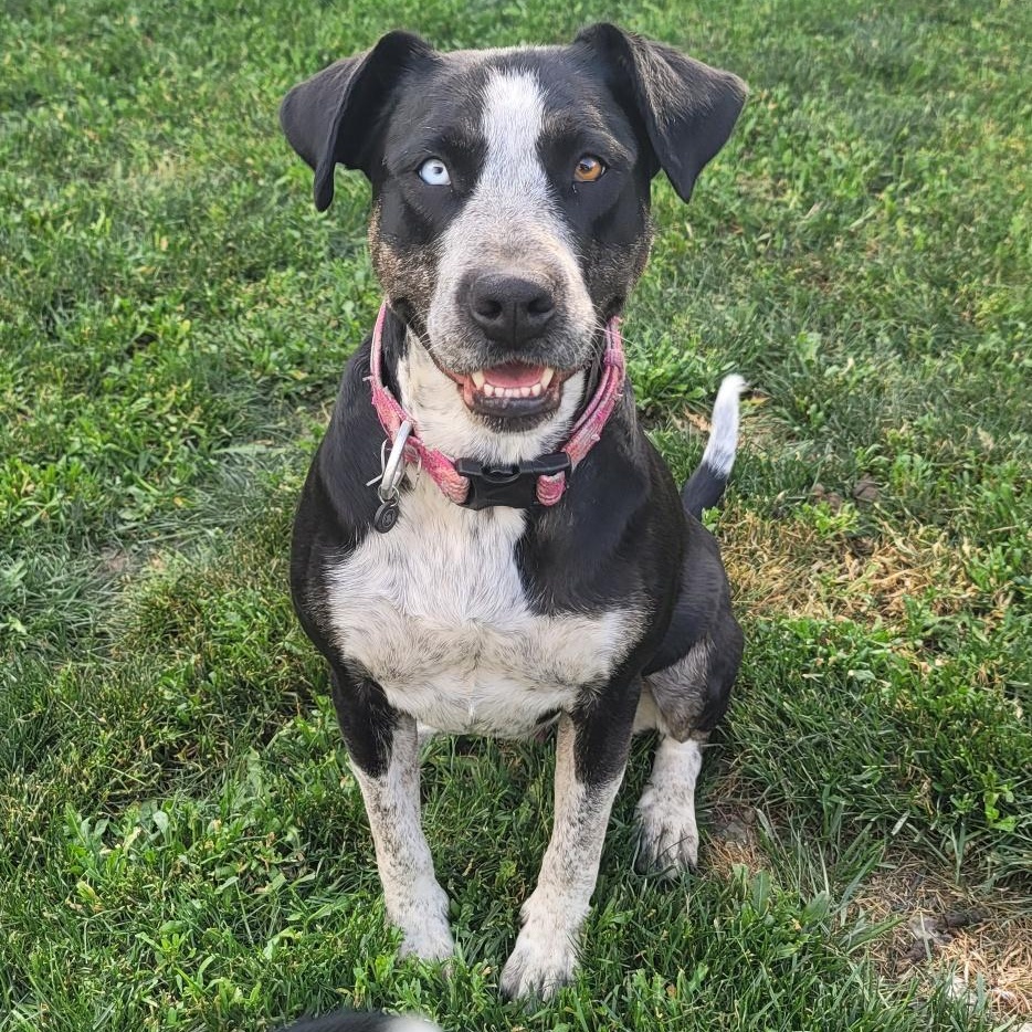 Cecilia, a Adoptable Mixed Breed in Missoula, MT image 2/5