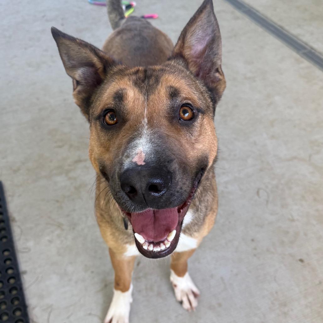Pancake, a Adoptable mixed breed in Galax, VA image 1/2