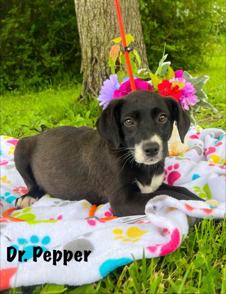 Dr. Pepper, Adoptable, Puppy Female Black Labrador Retriever.