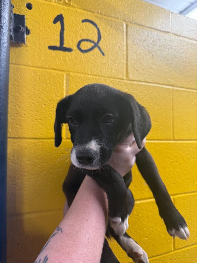 Dr. Pepper, a Adoptable mixed breed in Murray, KY image 2/2