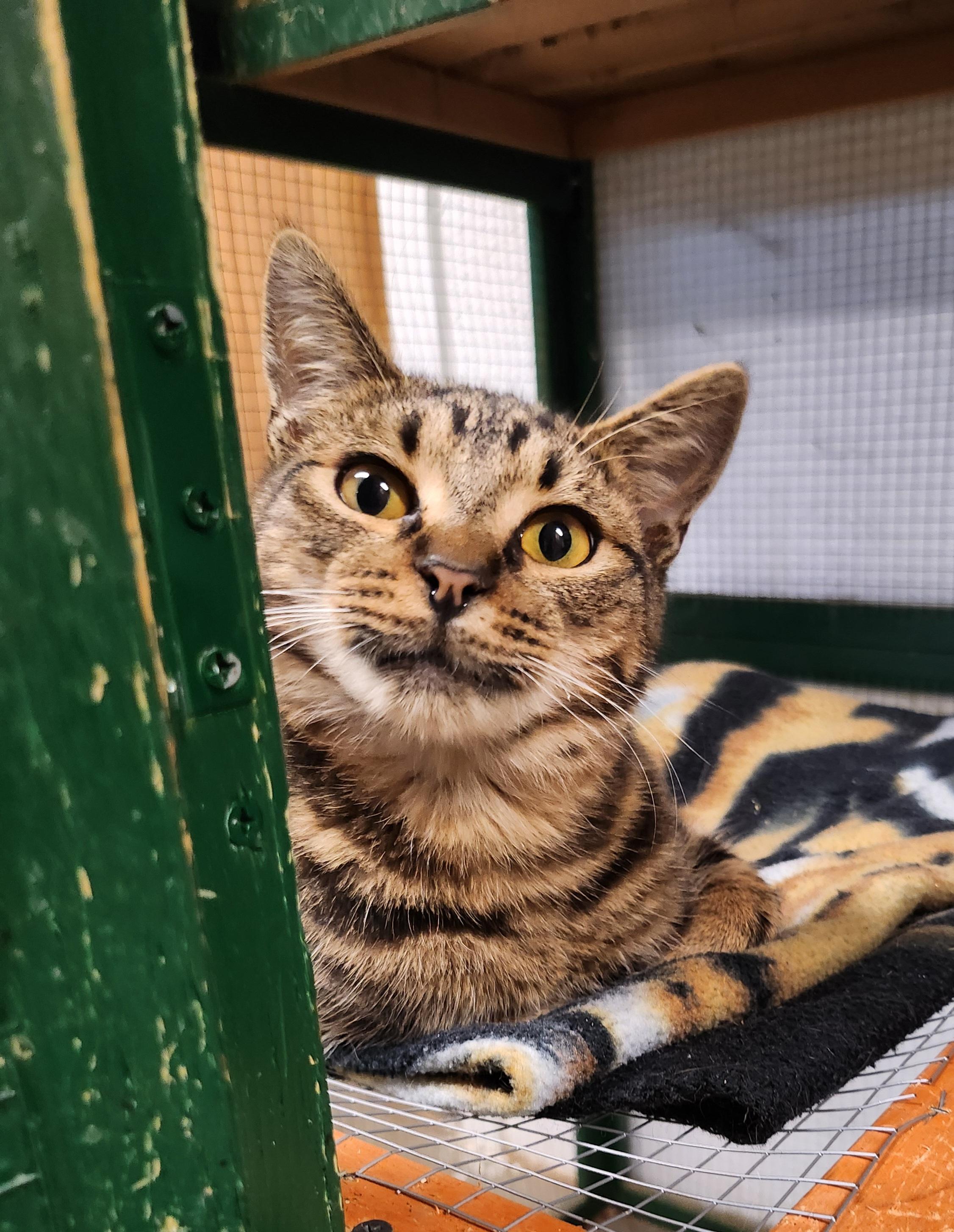 Mika, a Adoptable Domestic Short Hair in Tillamook, OR image 2/3