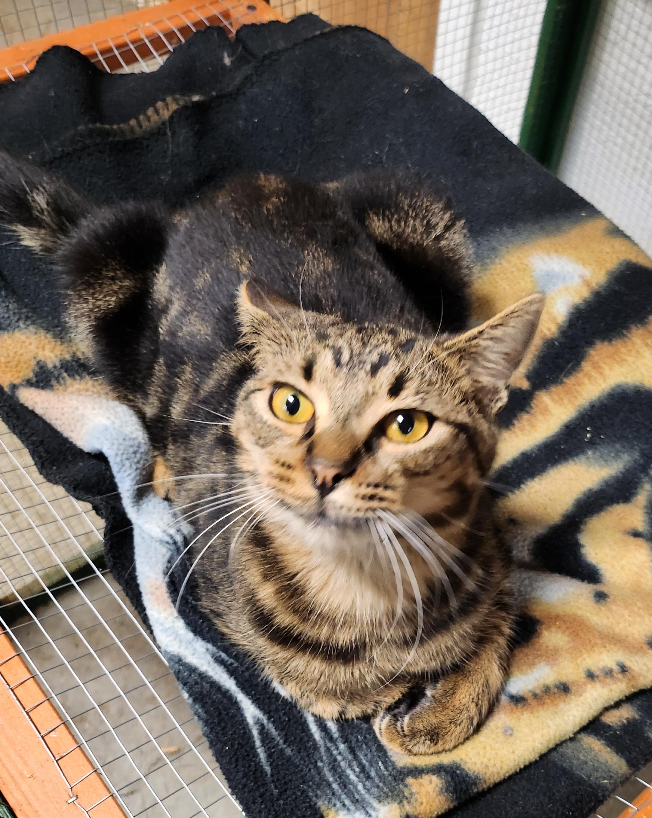 Mika, a Adoptable Domestic Short Hair in Tillamook, OR image 3/3