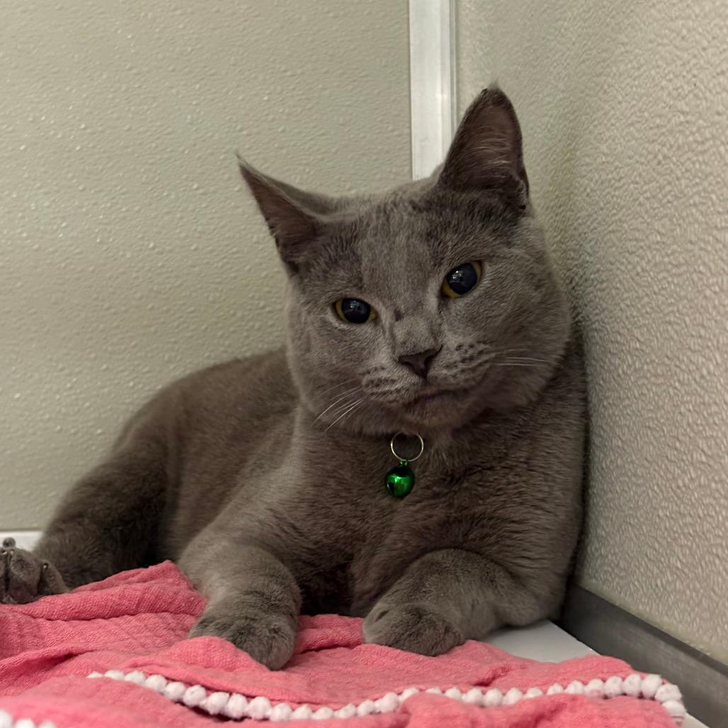 Fuji, Adoptable, Young Female Domestic Short Hair.
