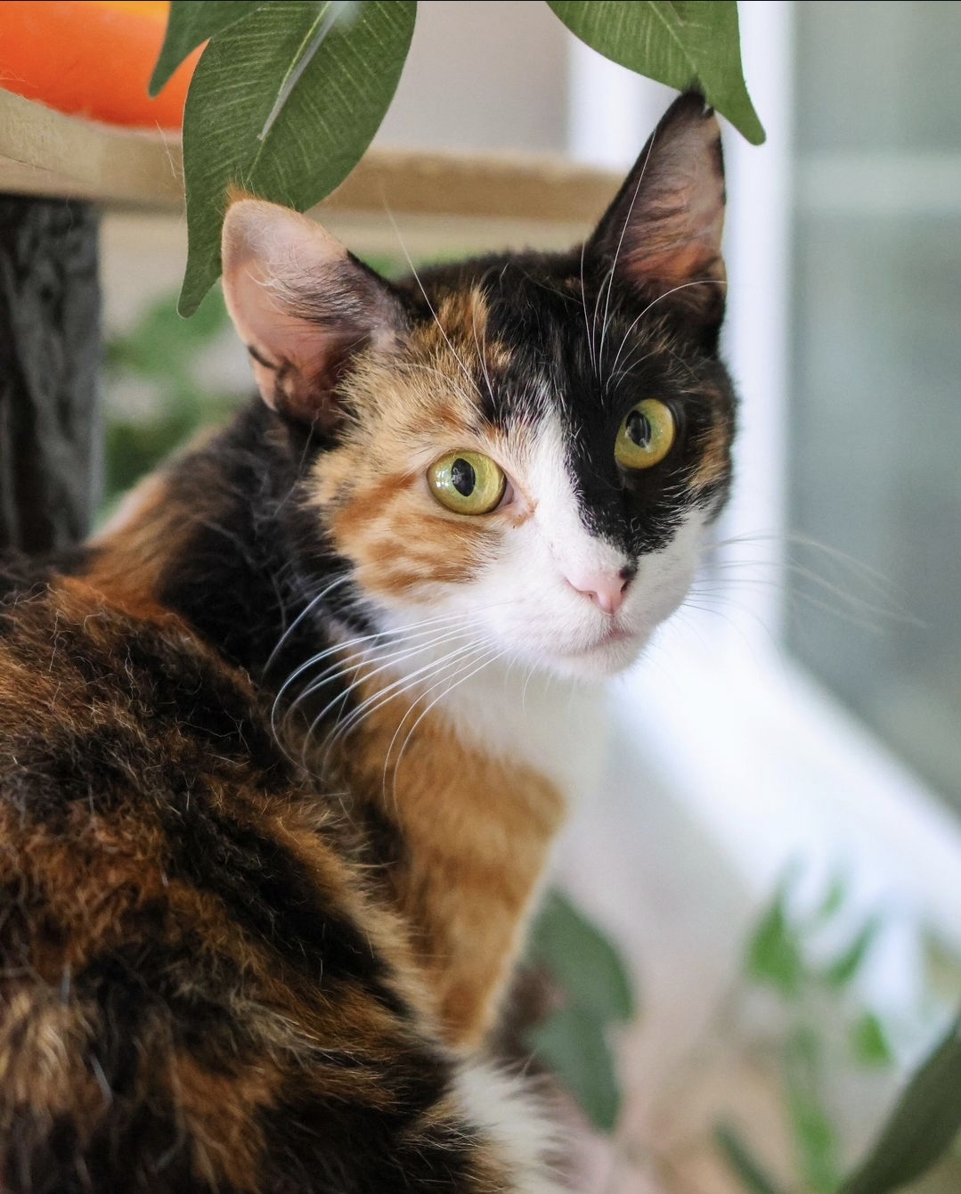 Tommy Burger, an adoptable Domestic Short Hair in San Bernardino, CA_image-1
