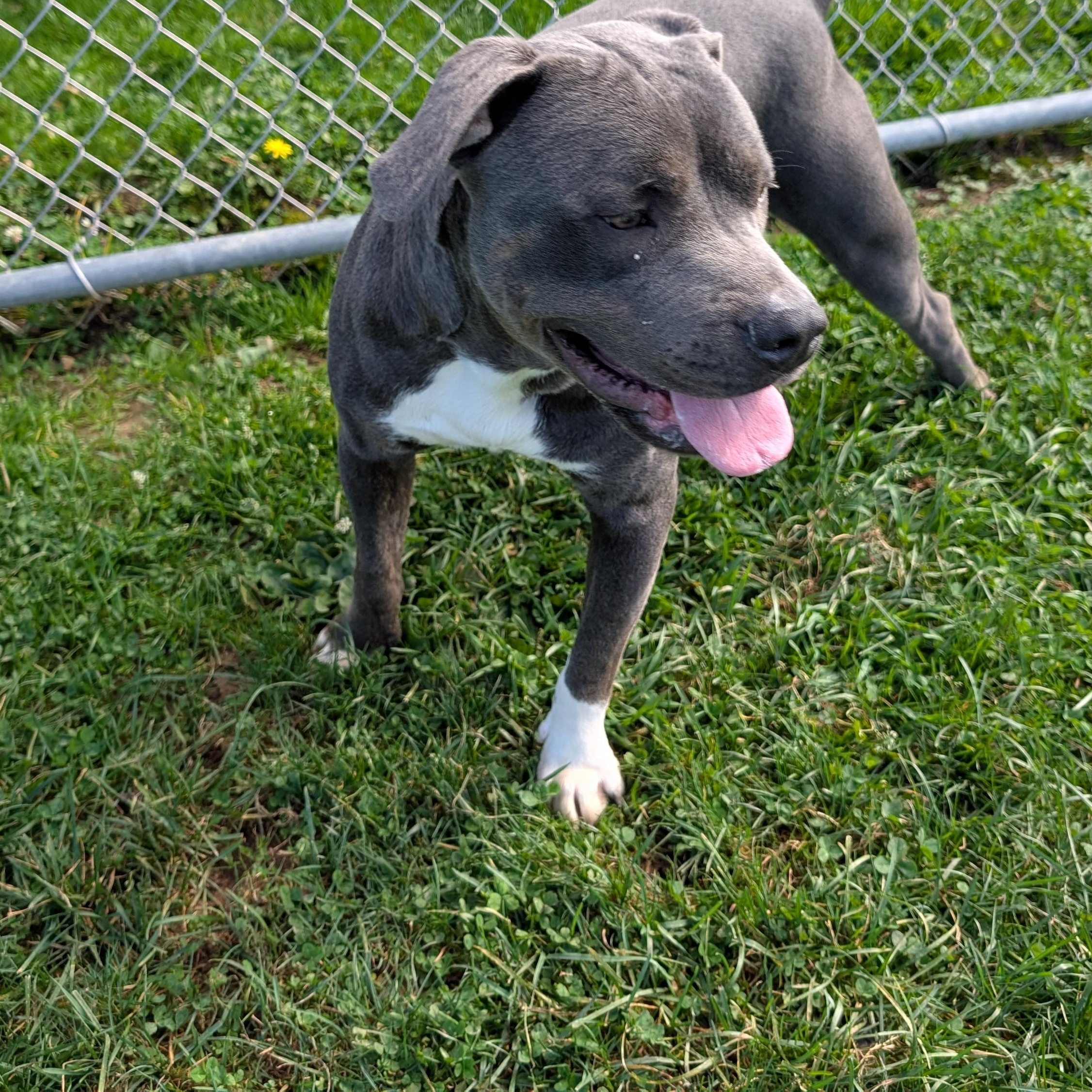 Enlarge 192199 Murphy, a Adoptable Pit Bull Terrier in Ravenna, OH image 3/6