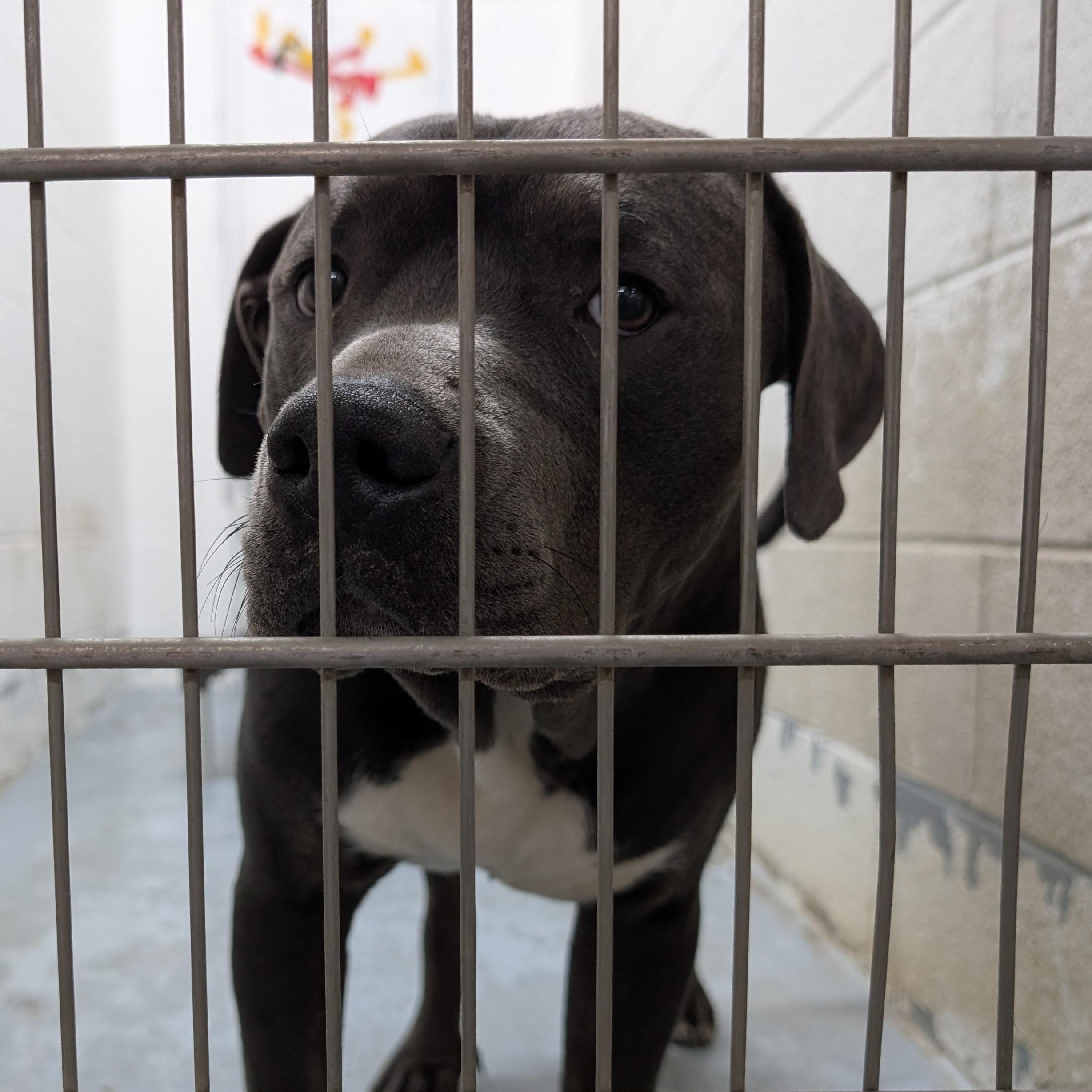 Enlarge 192199 LOOKING FOR OWNER, a Adoptable Pit Bull Terrier in Ravenna, OH image 2/2