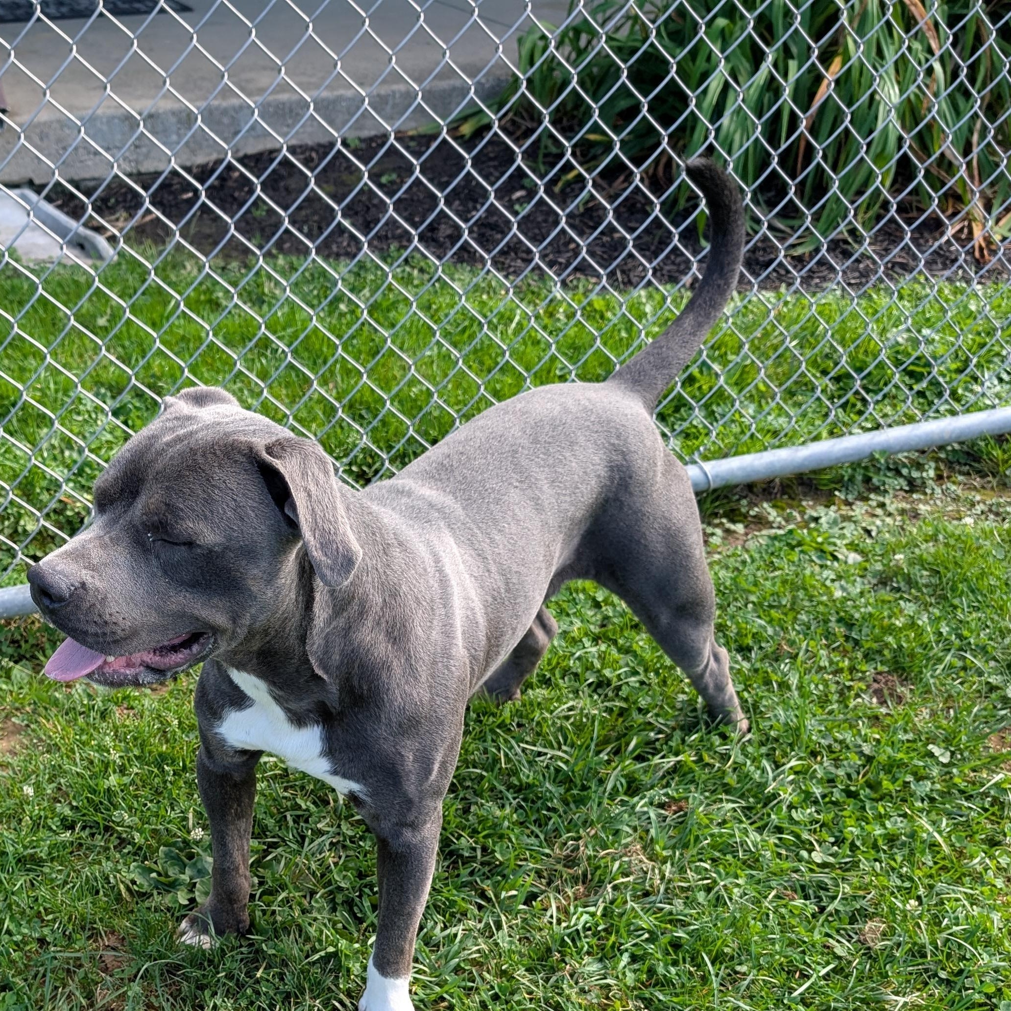 Enlarge 192199 Murphy, a Adoptable Pit Bull Terrier in Ravenna, OH image 2/6